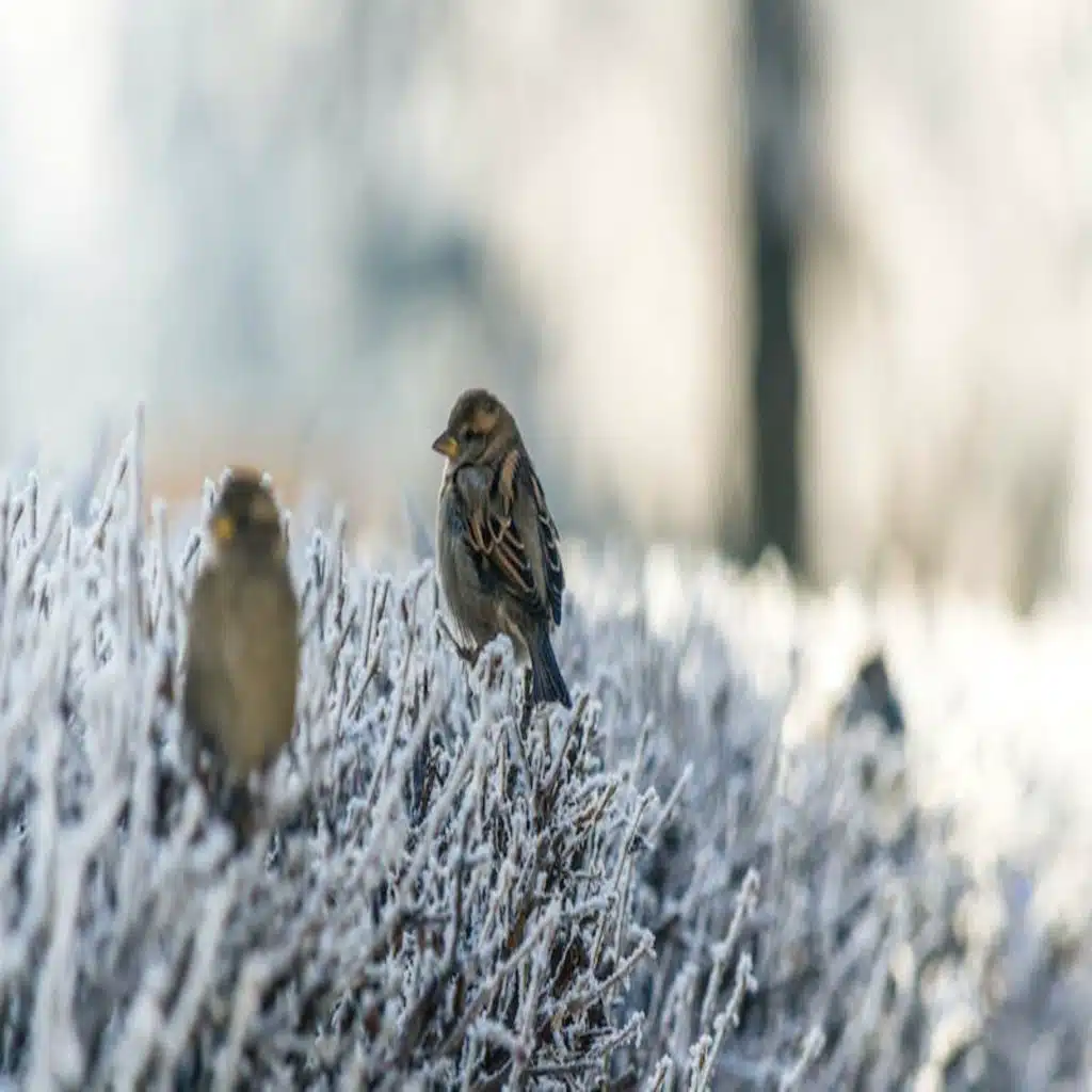 Don’t Be Anxious, Your Heavenly Father Cares