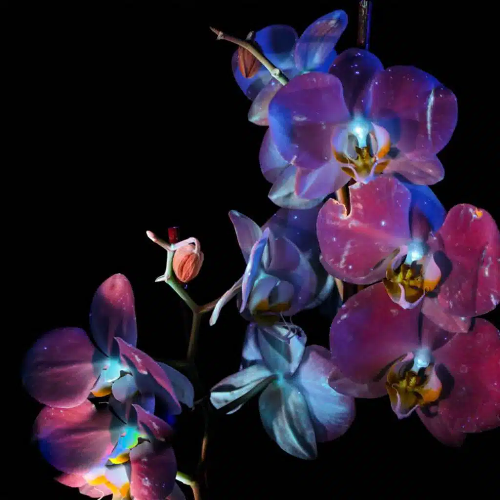 Lawson: for such a gaze of wonder (sleep rework)