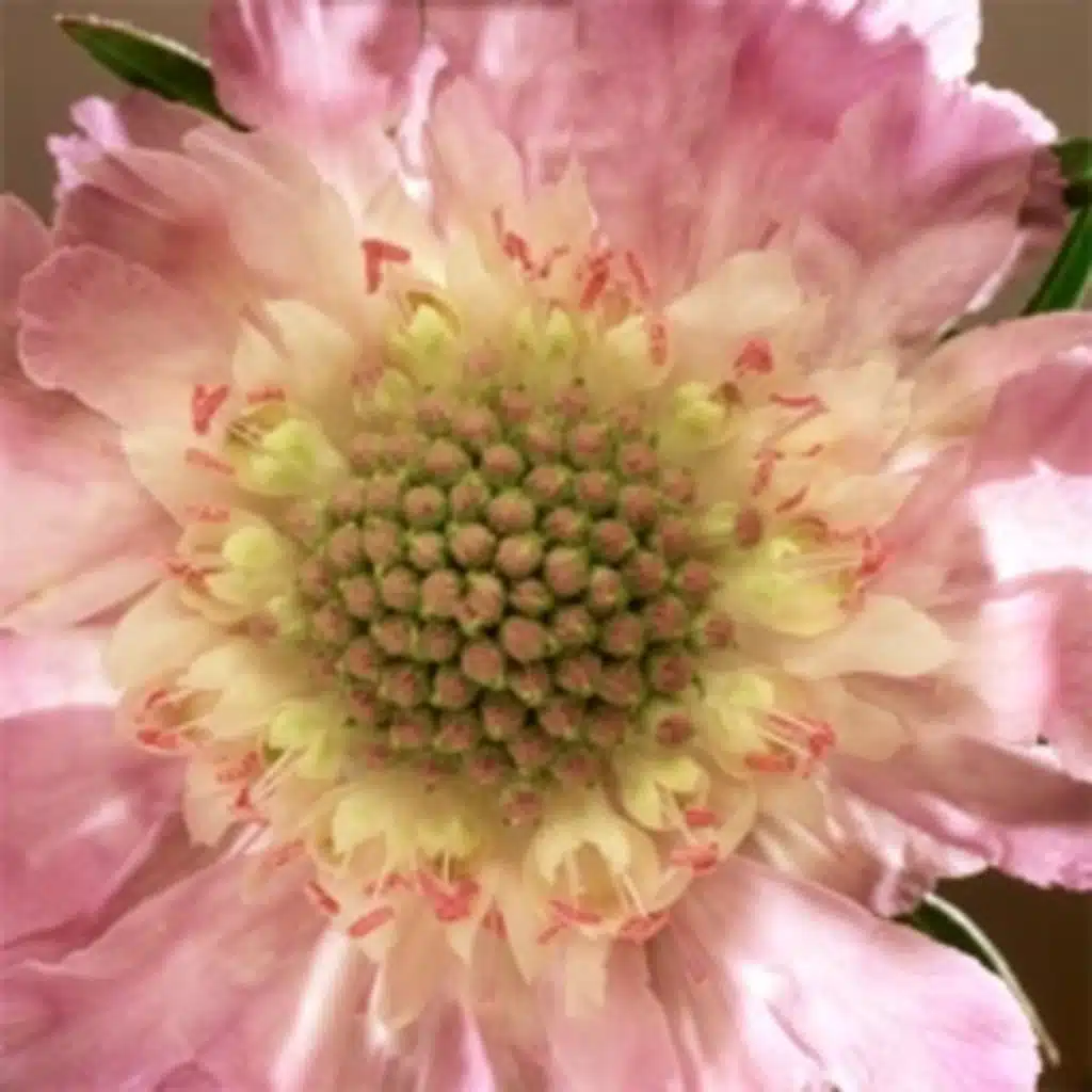 BEAUTIES OF ISLAM : GOD LOVES BEAUTY 