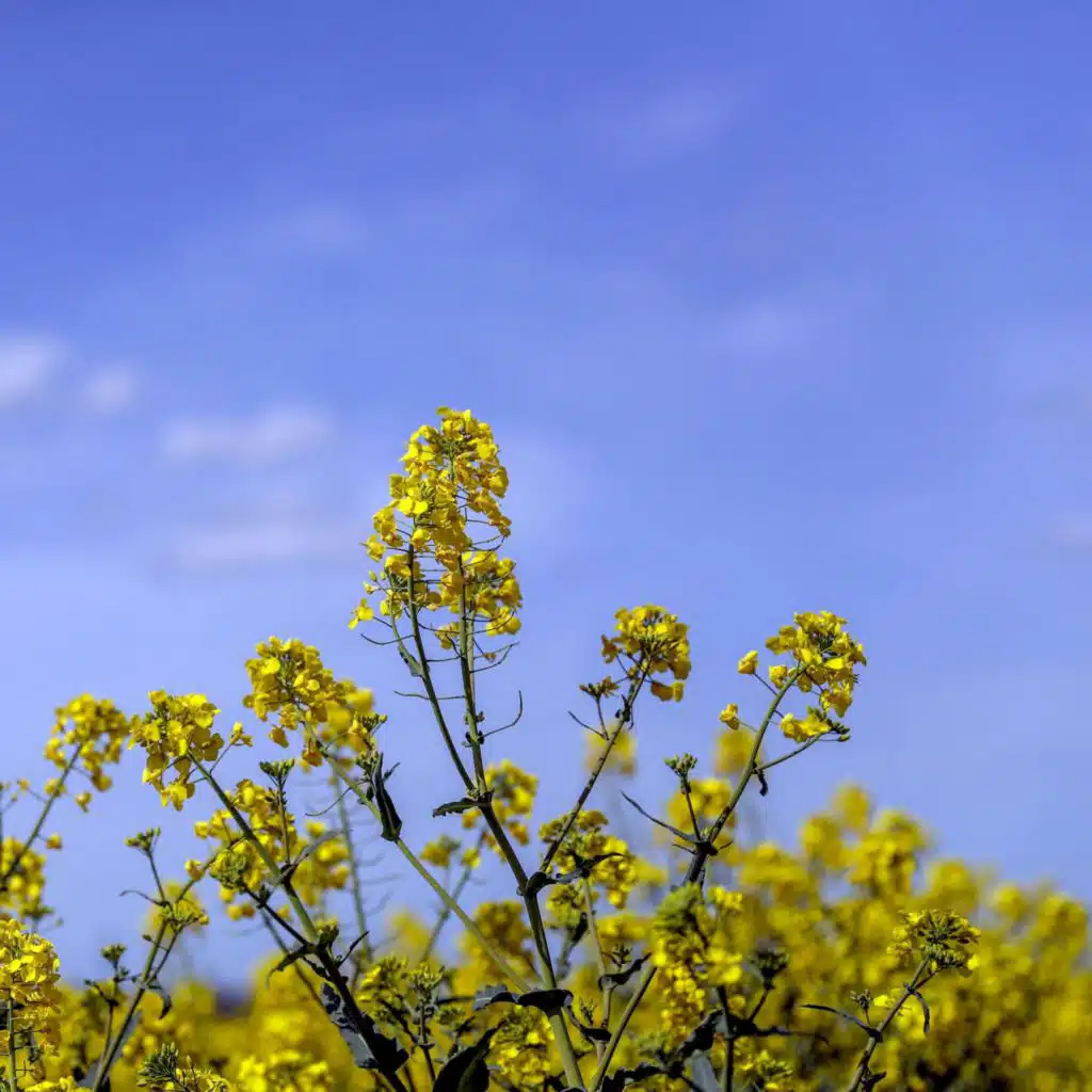 Frühlingsrauschen - Frühlingsmotive in der Musik