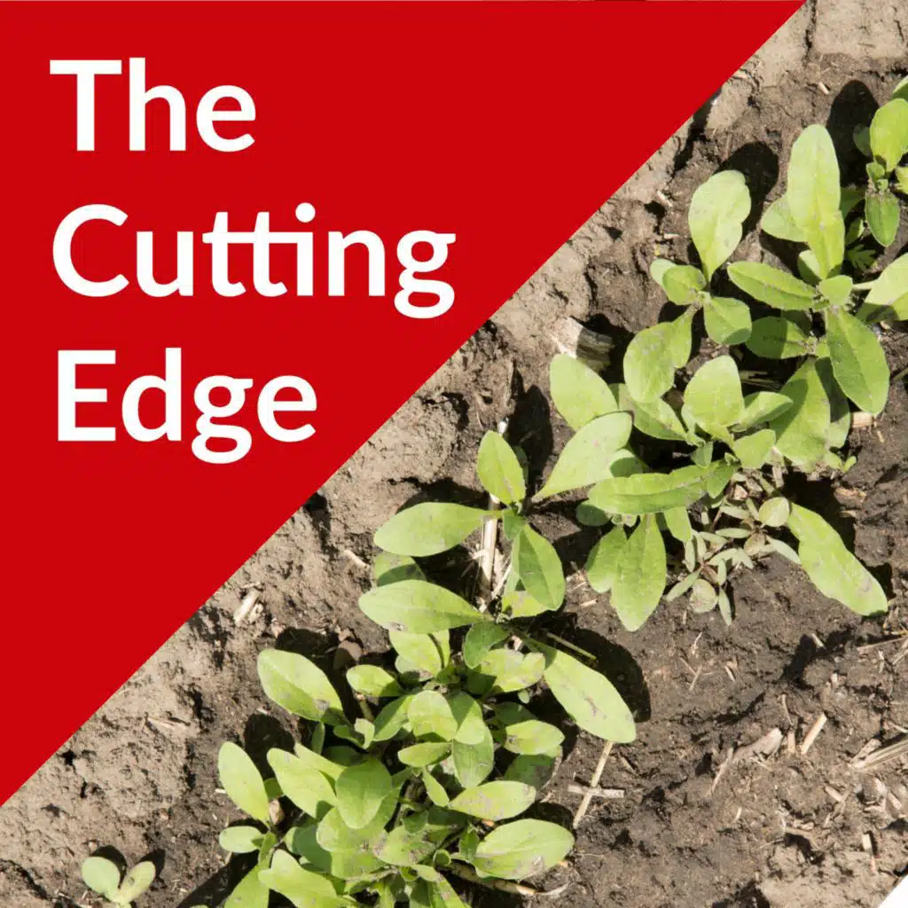 Episode #39: Winter Camelina as a Cover Crop