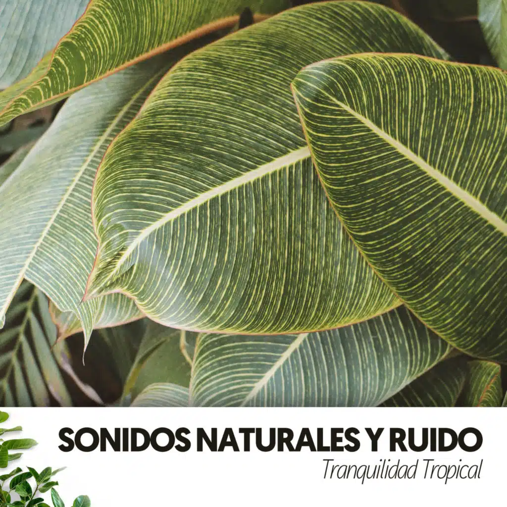 Paisajes sonoros selváticos para trabajar