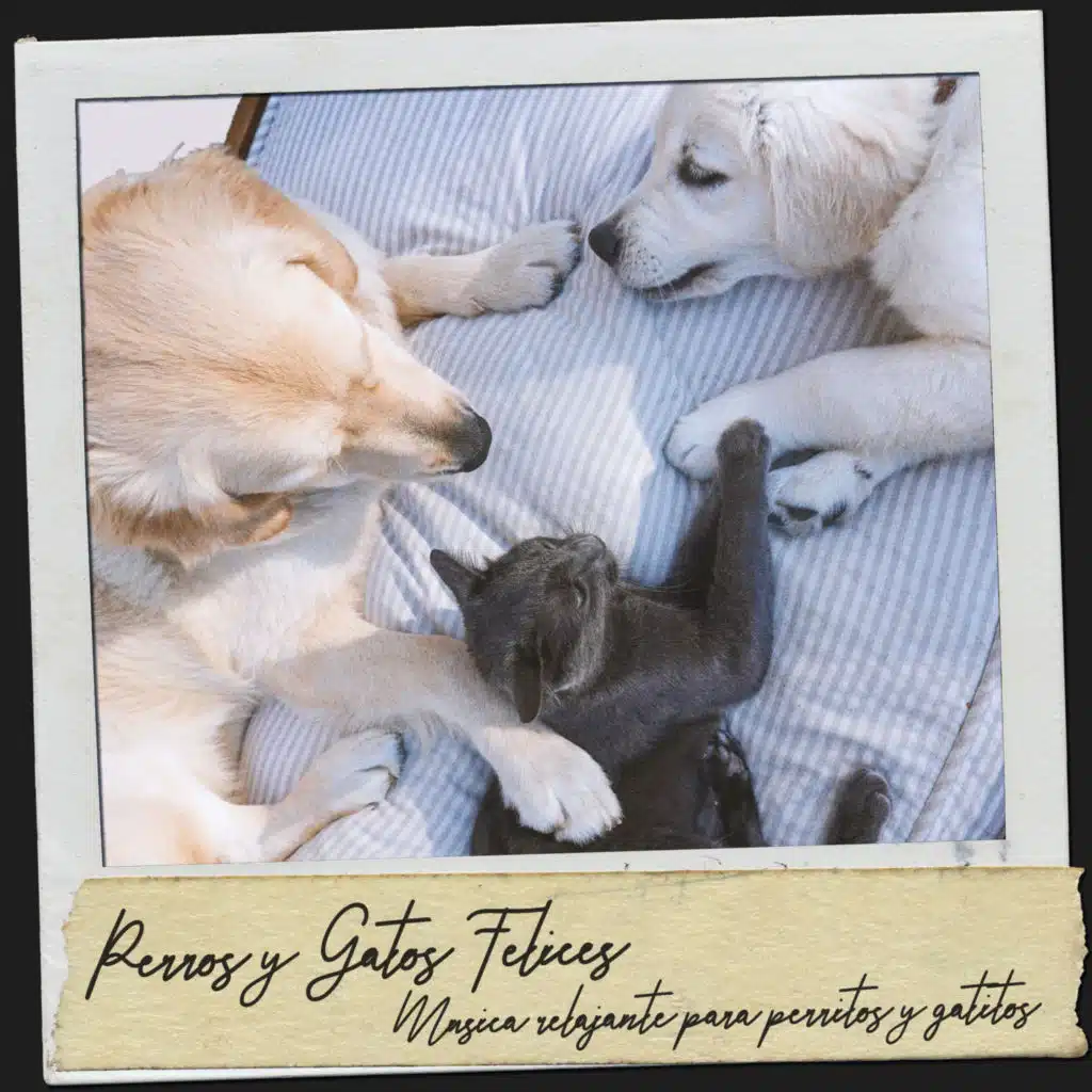 Tiempo de relajación