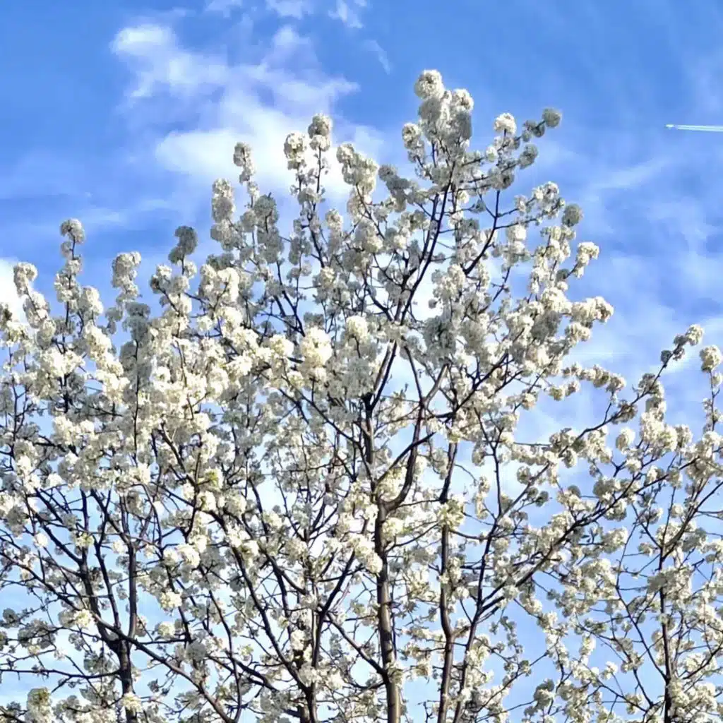 Mixtape Chronicles: March Flourish