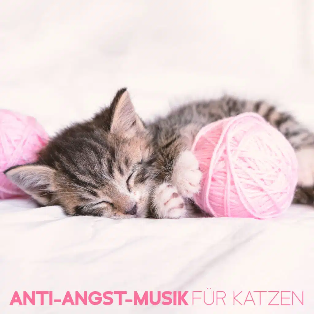 Reine Liebe: Chill Out Cat