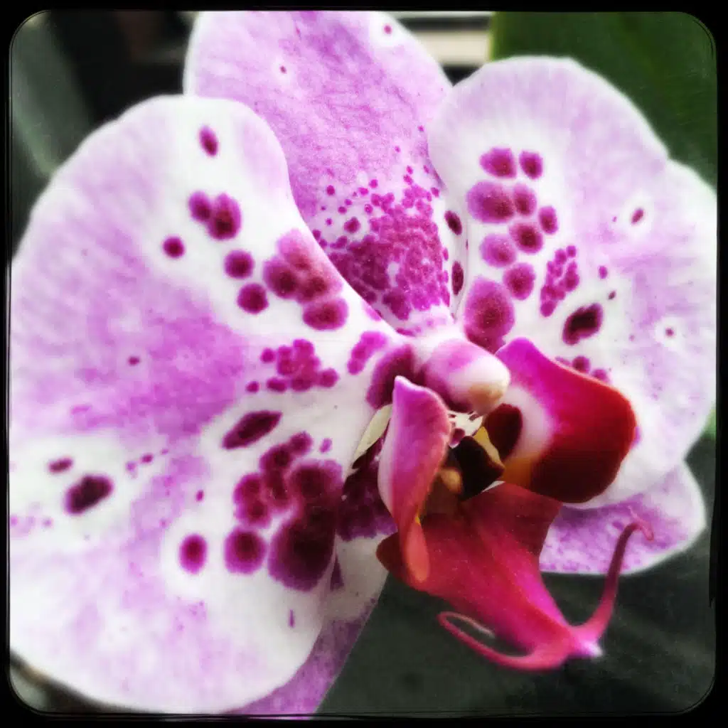 The Orchid (feat. Orion)
