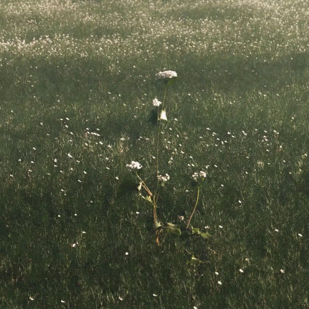 Two Flowers