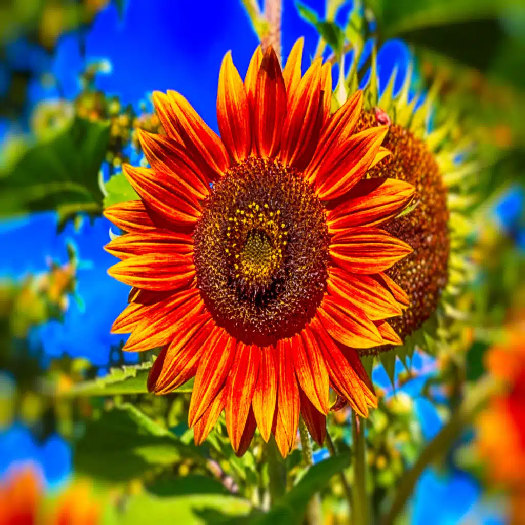 Primavera Chegou