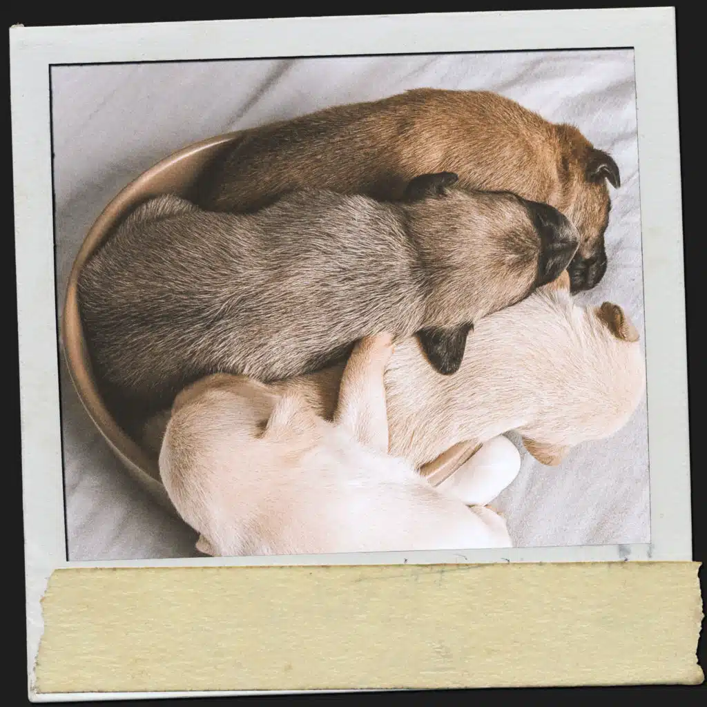 Musikplatz für Katzen und Hunde: Entspannende Klänge für verwöhnte Pfoten