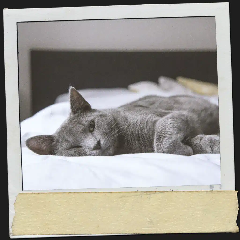 Musique gatitos