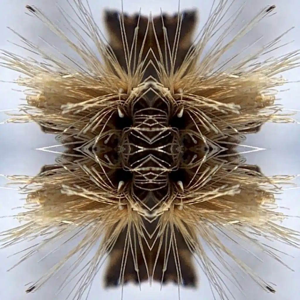 Sutra