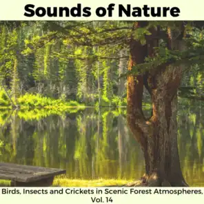 Nature Music Magic Series