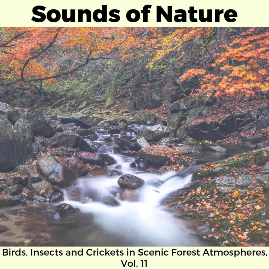 Nature Revolution Music Club