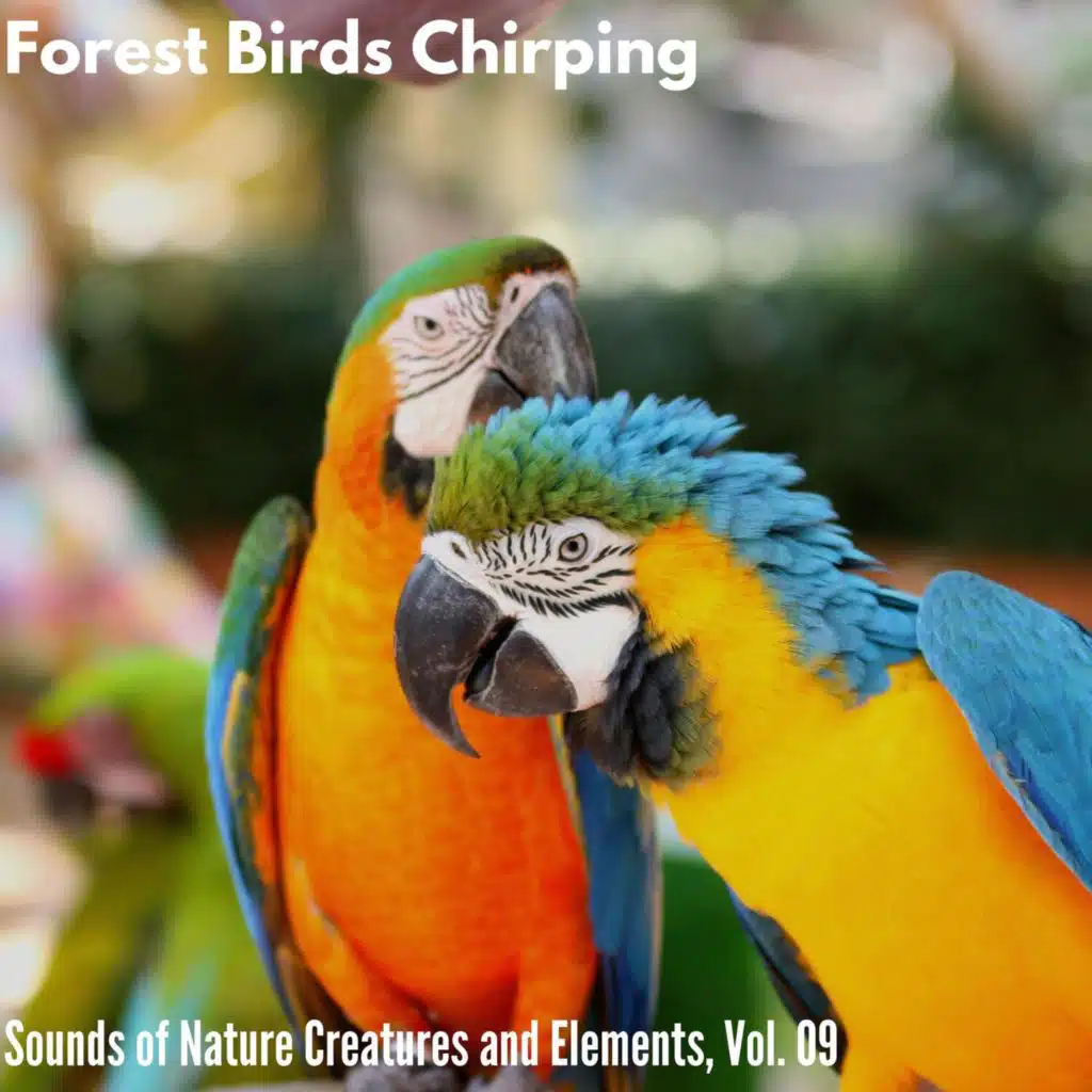 Mellow Birdsong at Dawn
