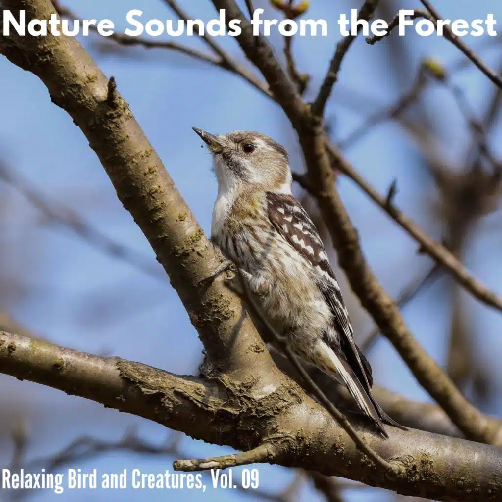 Sean Calmness Studio