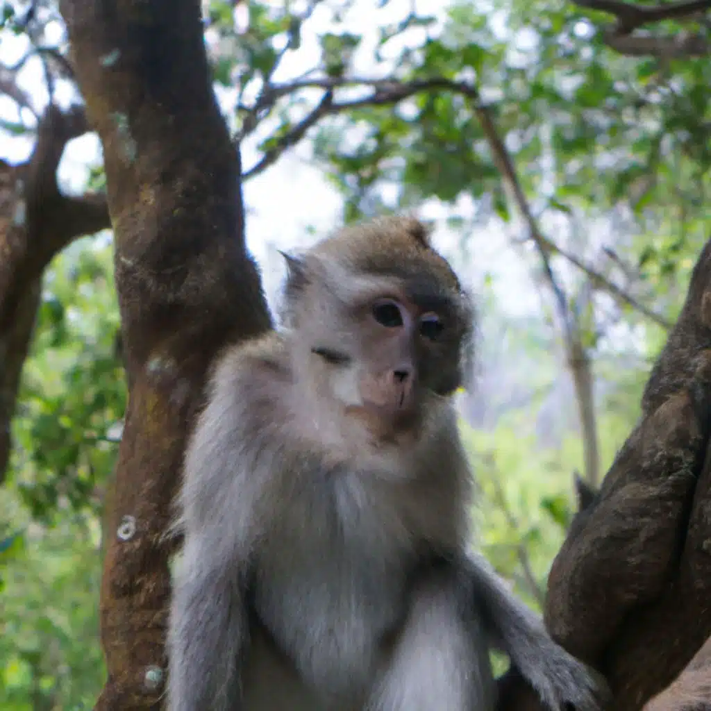 Macacos (feat. Vanesa Productions, Alexy, Pedro Trabalhador, Rian & Greg Marangon)