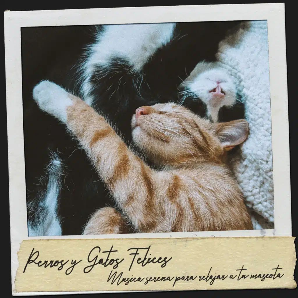 Sueño profundo del perro