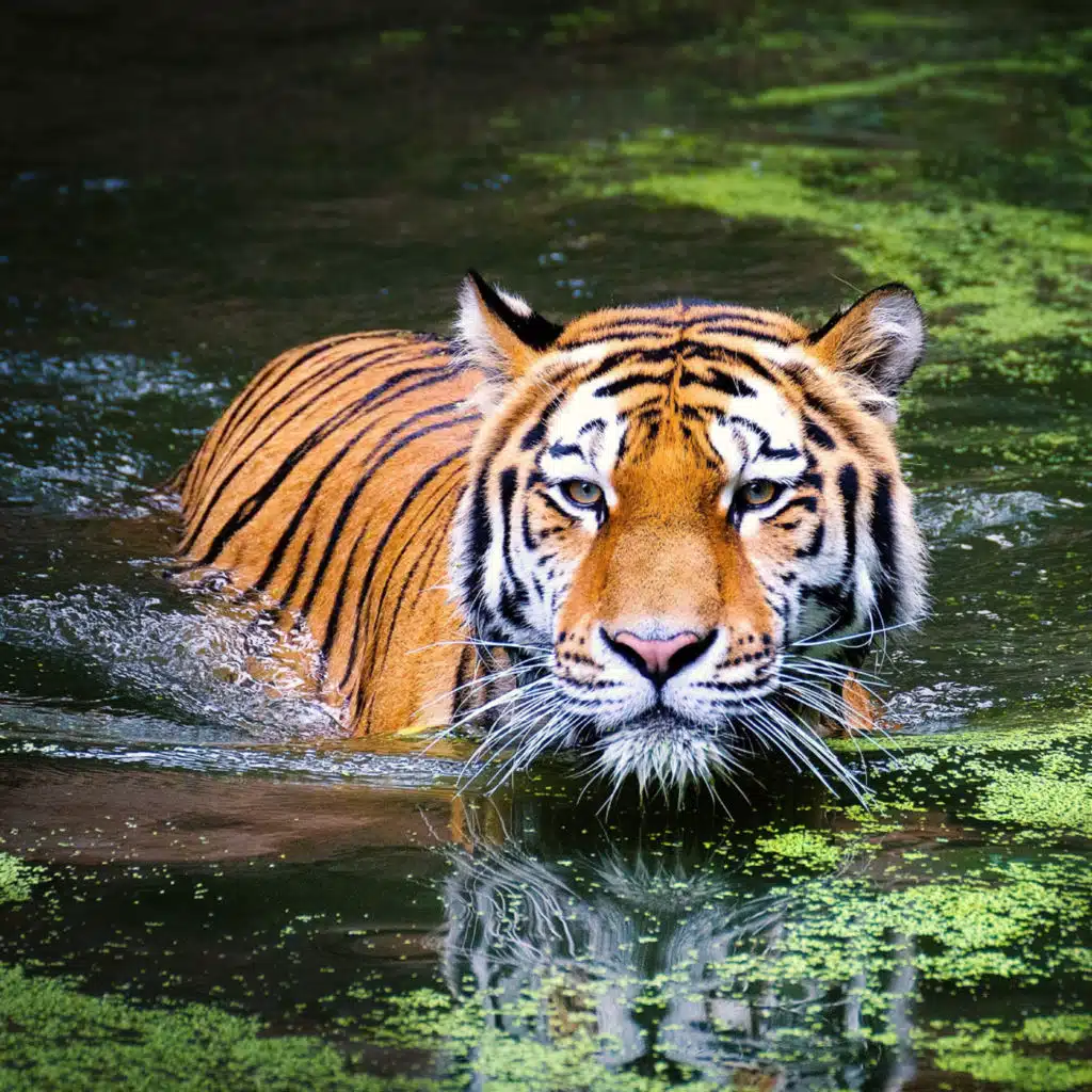 Tiger Sound & Звук тигра