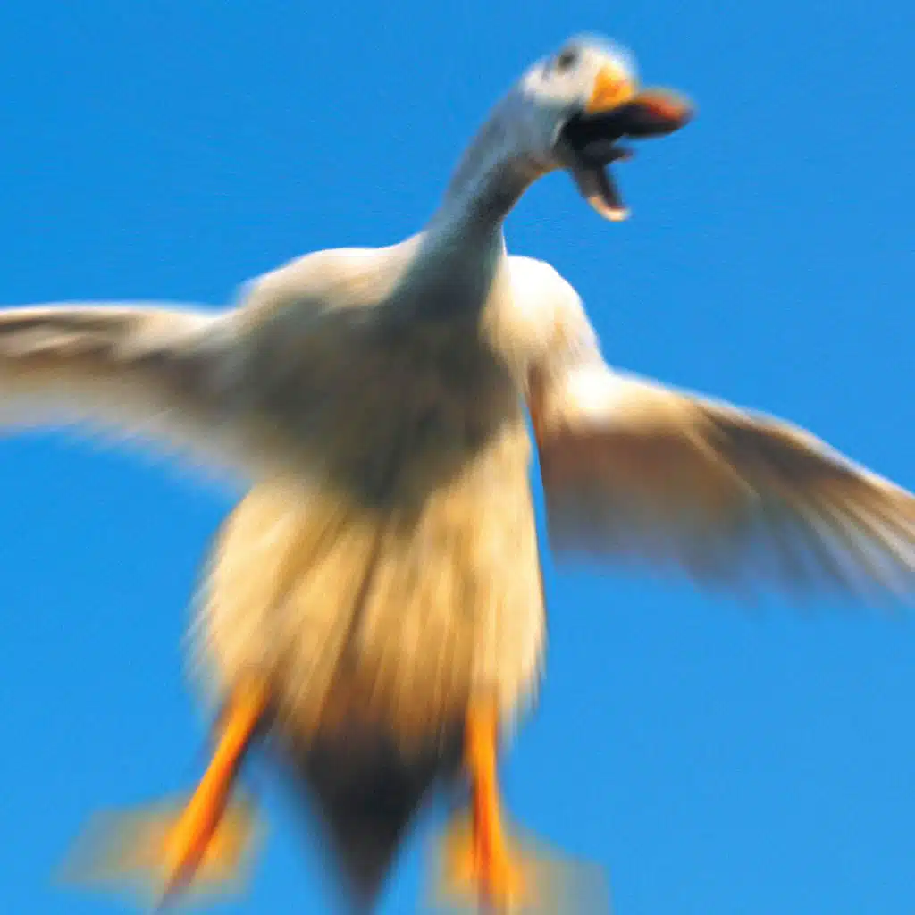 Goose Honk Goose Honk