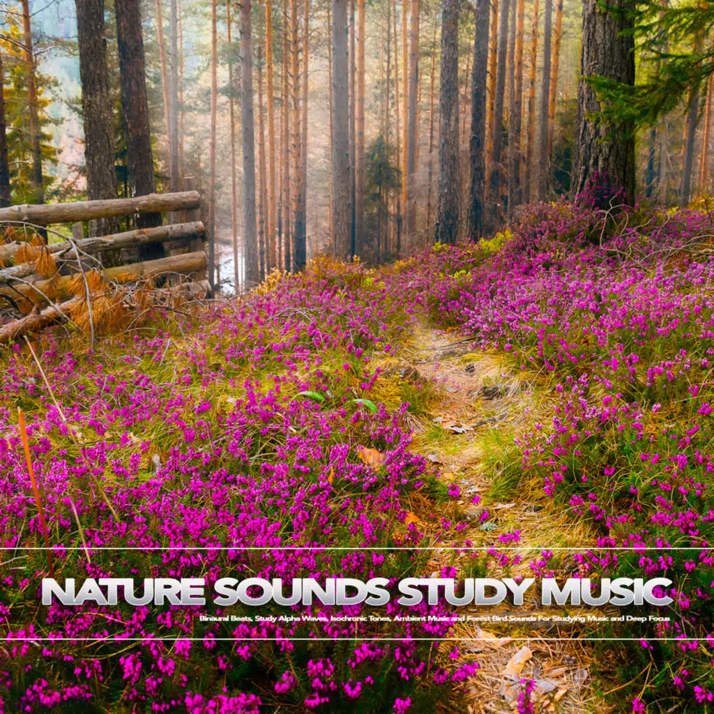 Study Music With Bird Sounds
