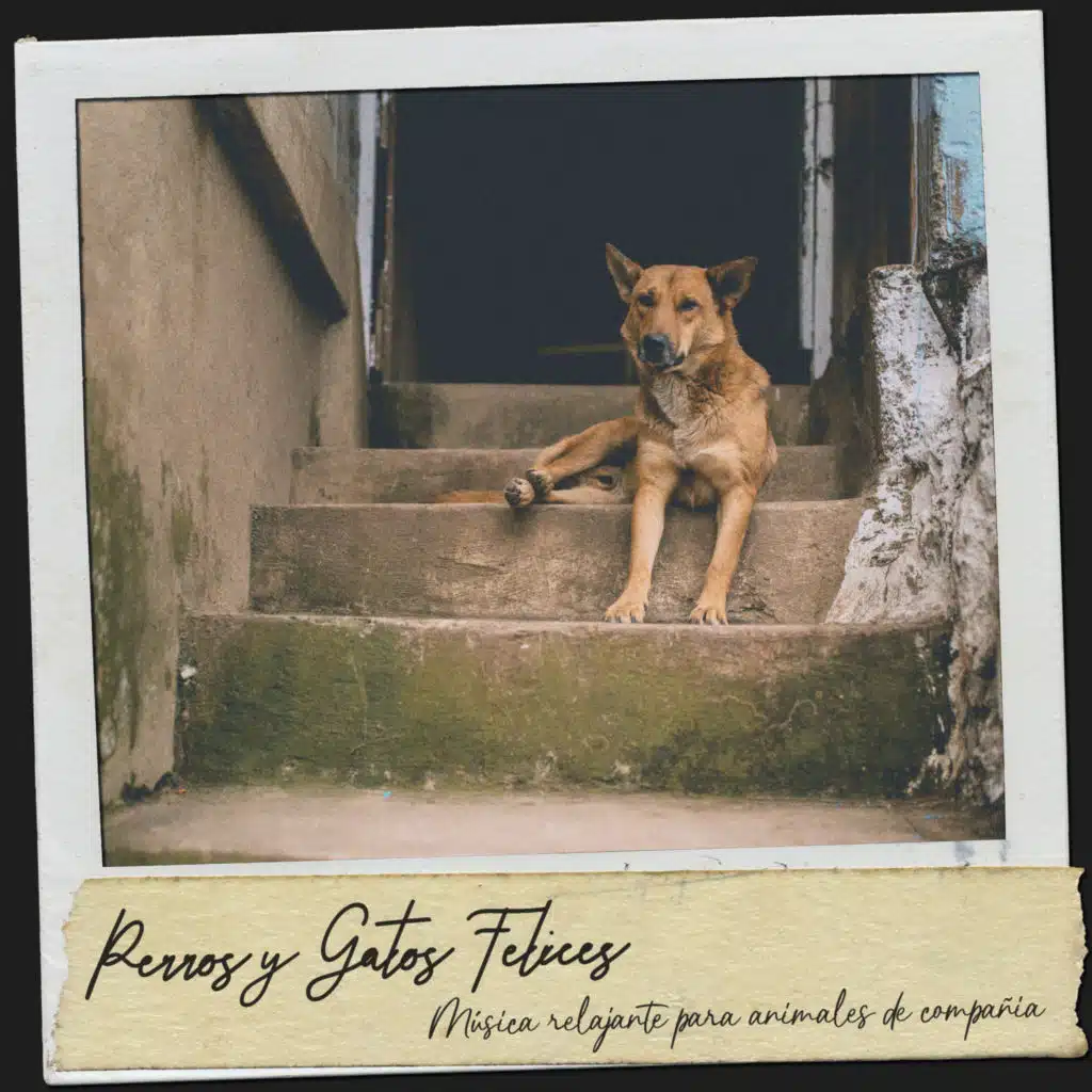 Perros y Gatos Felices: Música relajante para animales de compañia