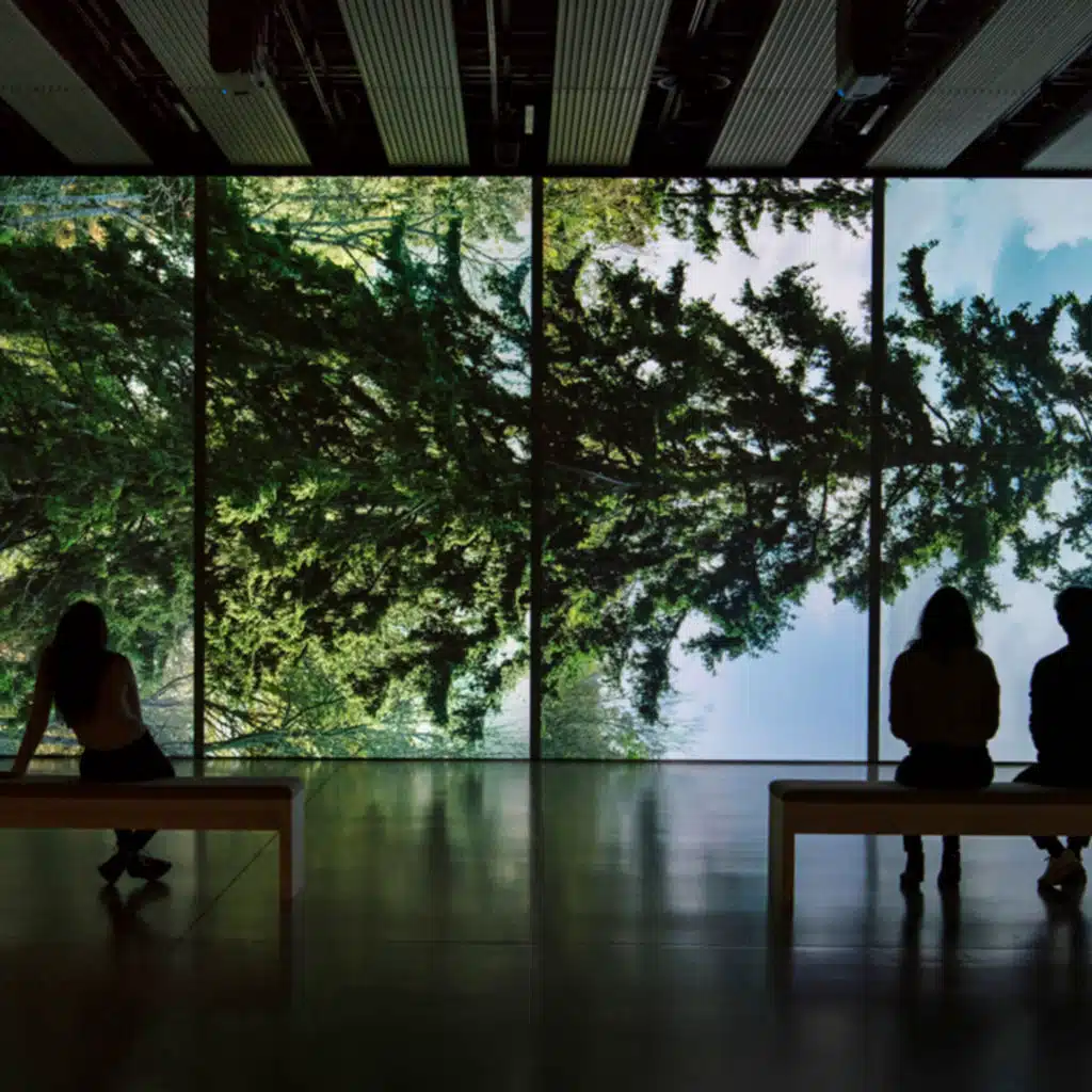 ‘Among the Trees’