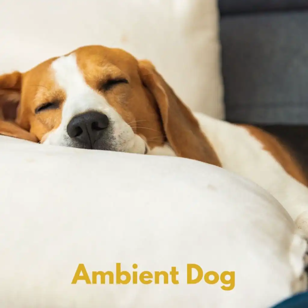 Ambient Dog