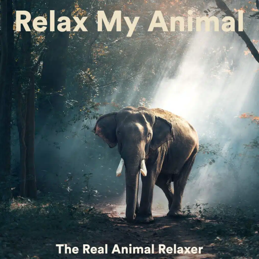 Relax My Animal