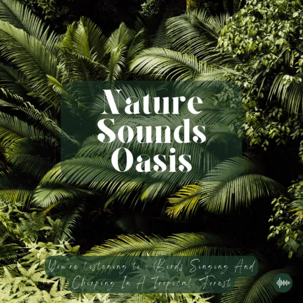 1 Hour Of Birds Singing In A Tropical Forest For Deep Sleep, Meditation, Relaxation Or Focus - Nature Sounds - Forest Bird Songs - Relaxation Music - ...