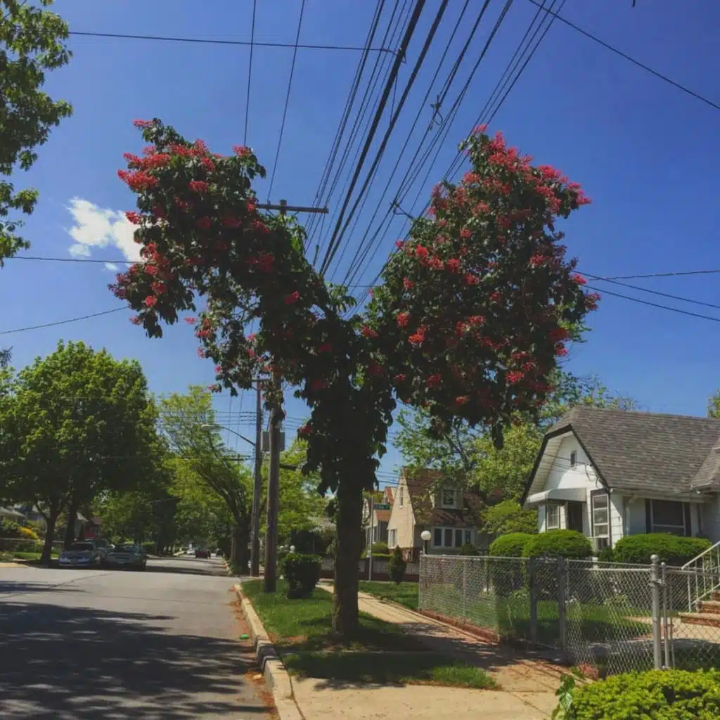 مليحة التونسية