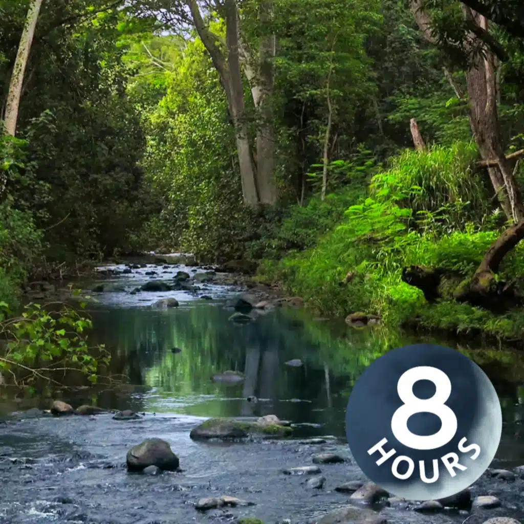 Forest River Ambience | Water Sounds 8-Hours | Sleep or Study