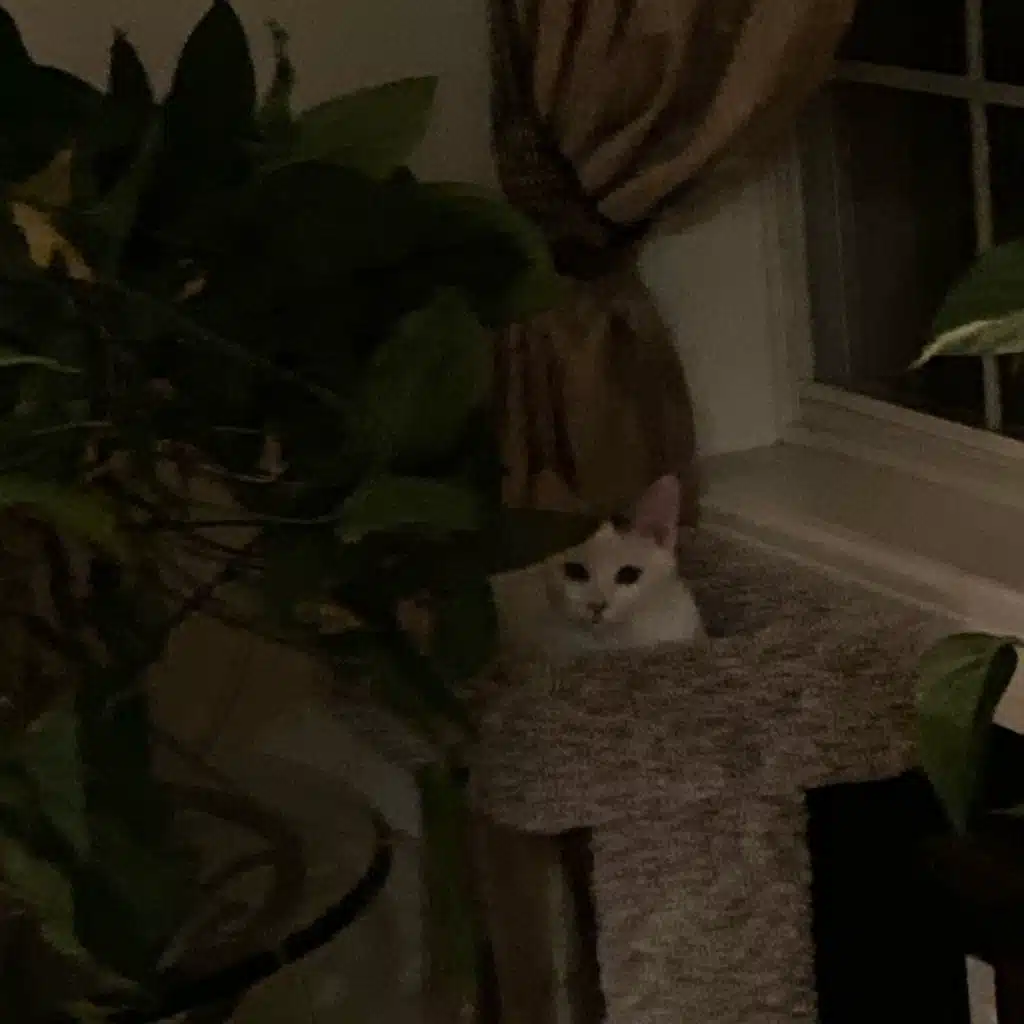 HOTHEADS (Remastered)