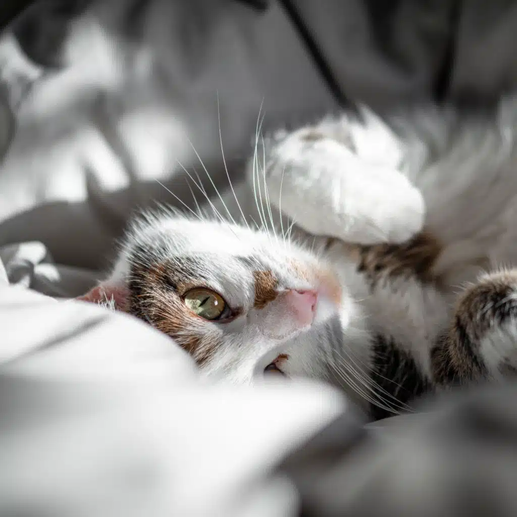 Purring Cat Sound 6