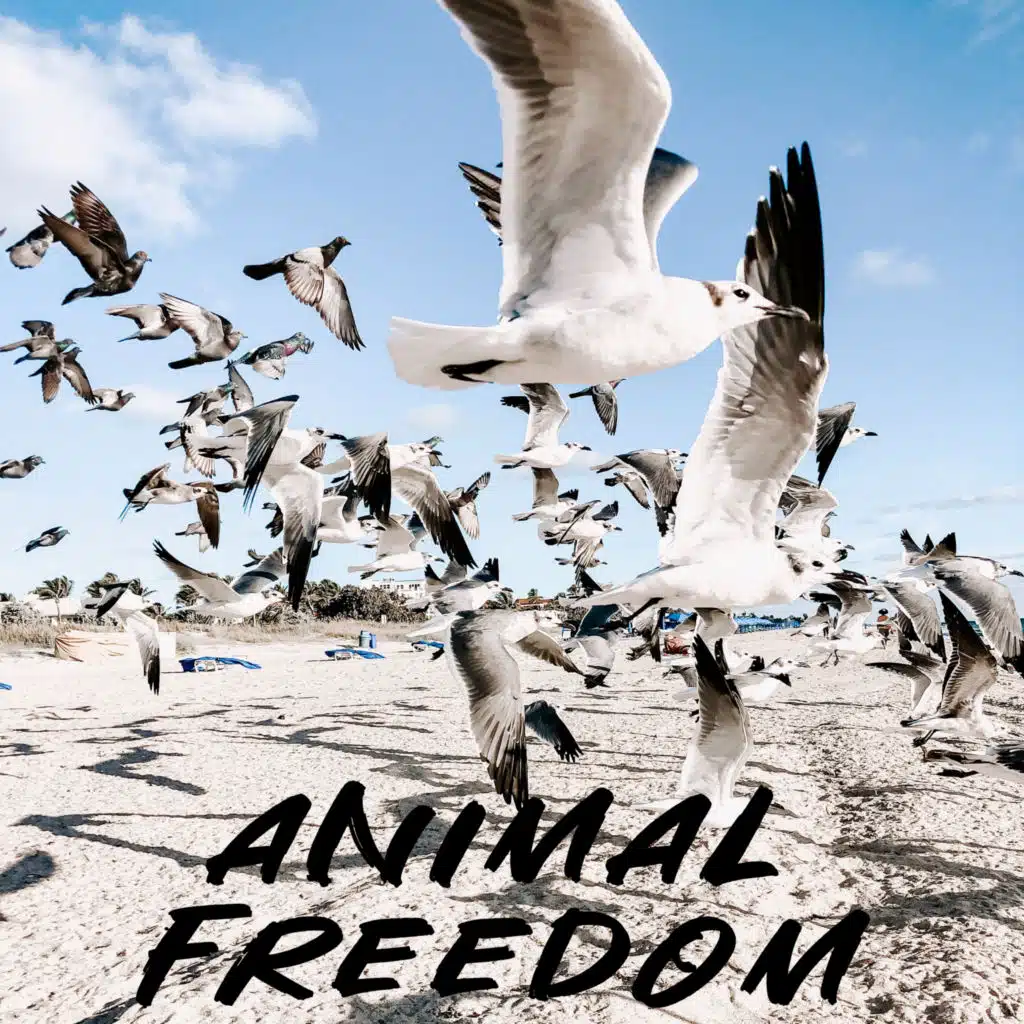 Animal Freedom
