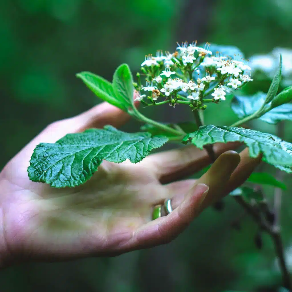 Können Pflanzen fühlen und denken? - Alles Natur