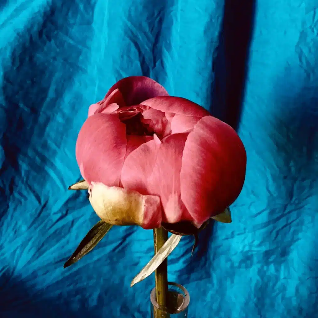 The Fourth Flower
