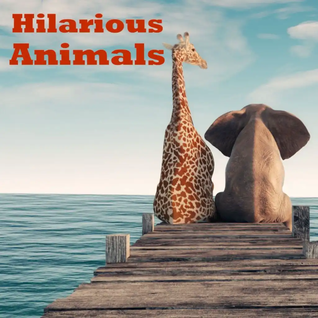 Hilarious Animals