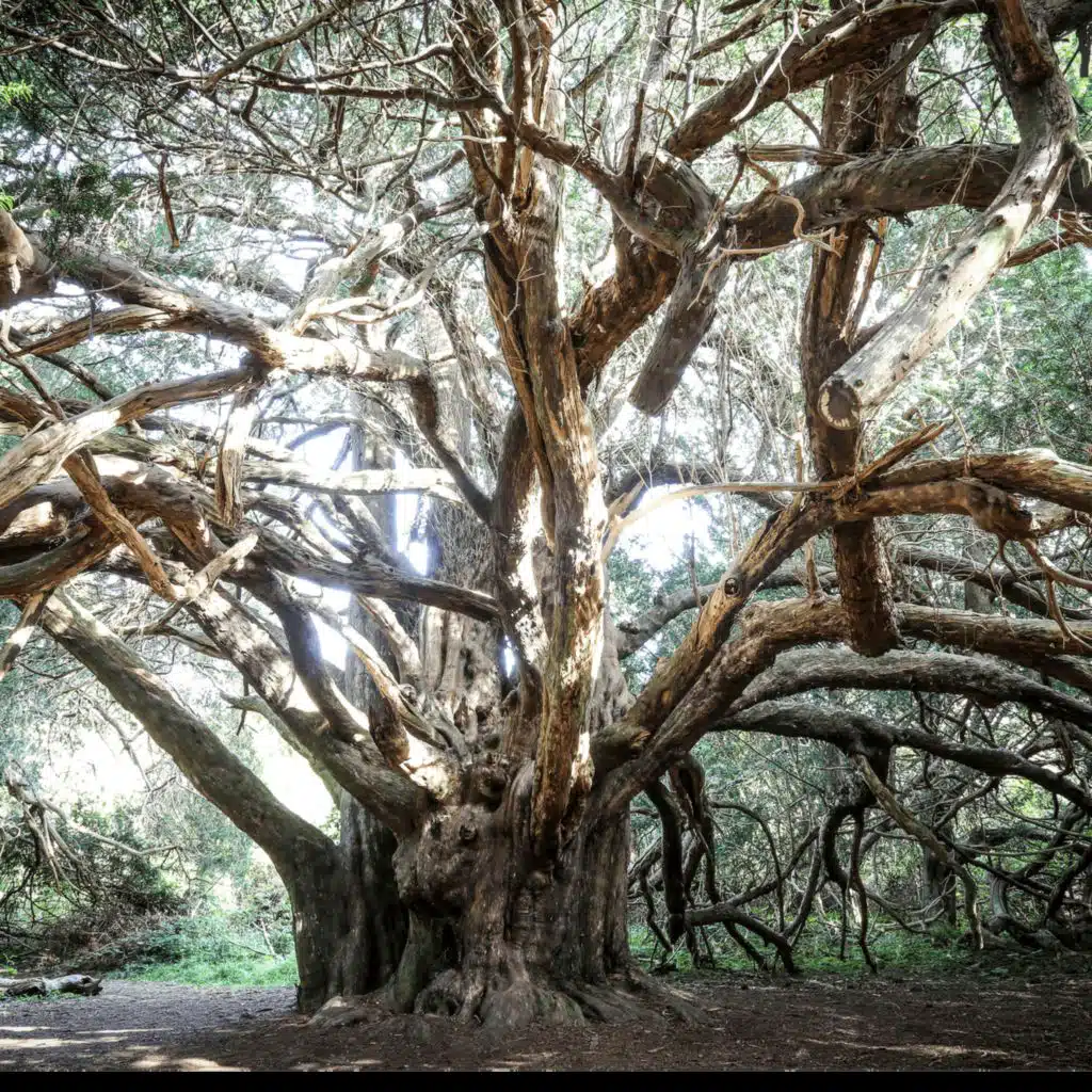 116. Unearthing the strange histories of the yew trees of Kingley Vale with poet Hugh Dunkerley