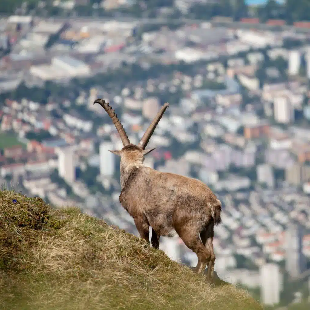 Grand débat - Peut-on protéger la biodiversité sans conservation de la nature ?