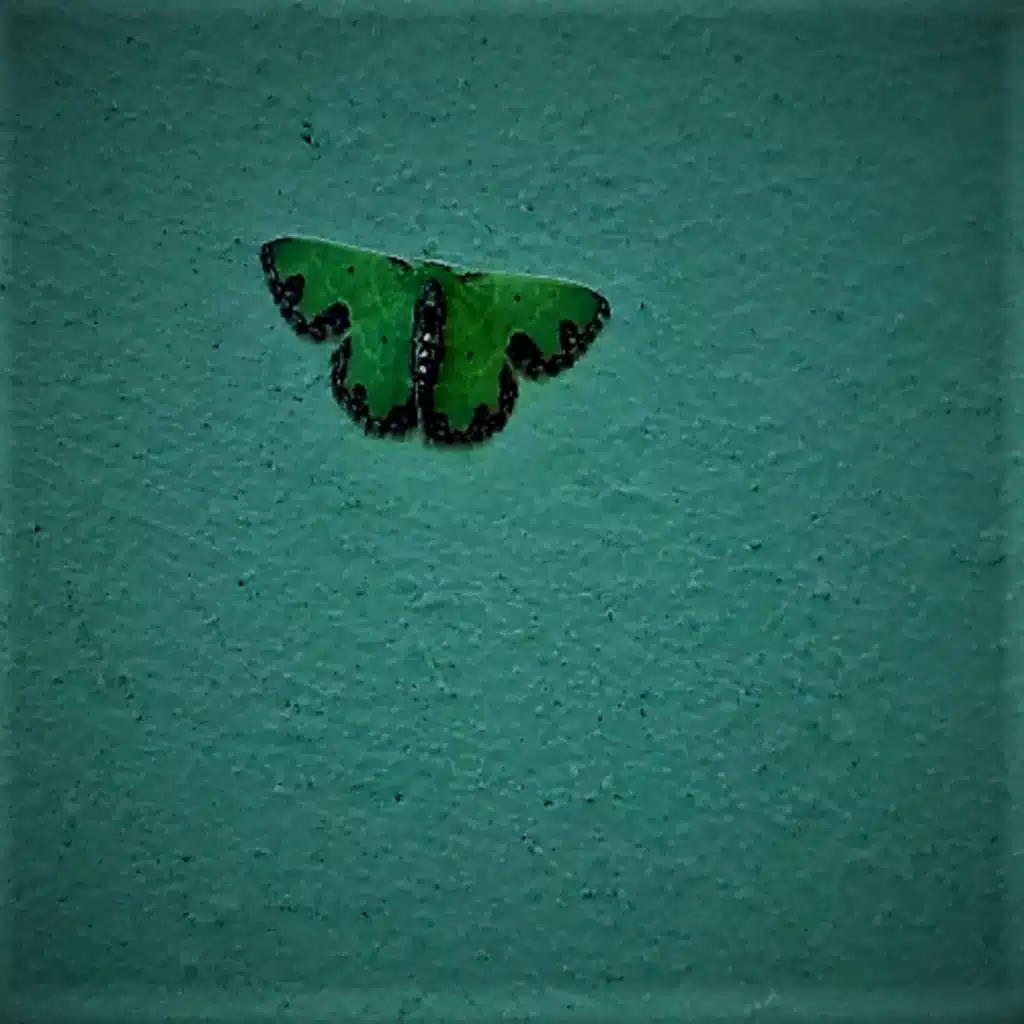 Nacho y Los Bosques de Ceniza