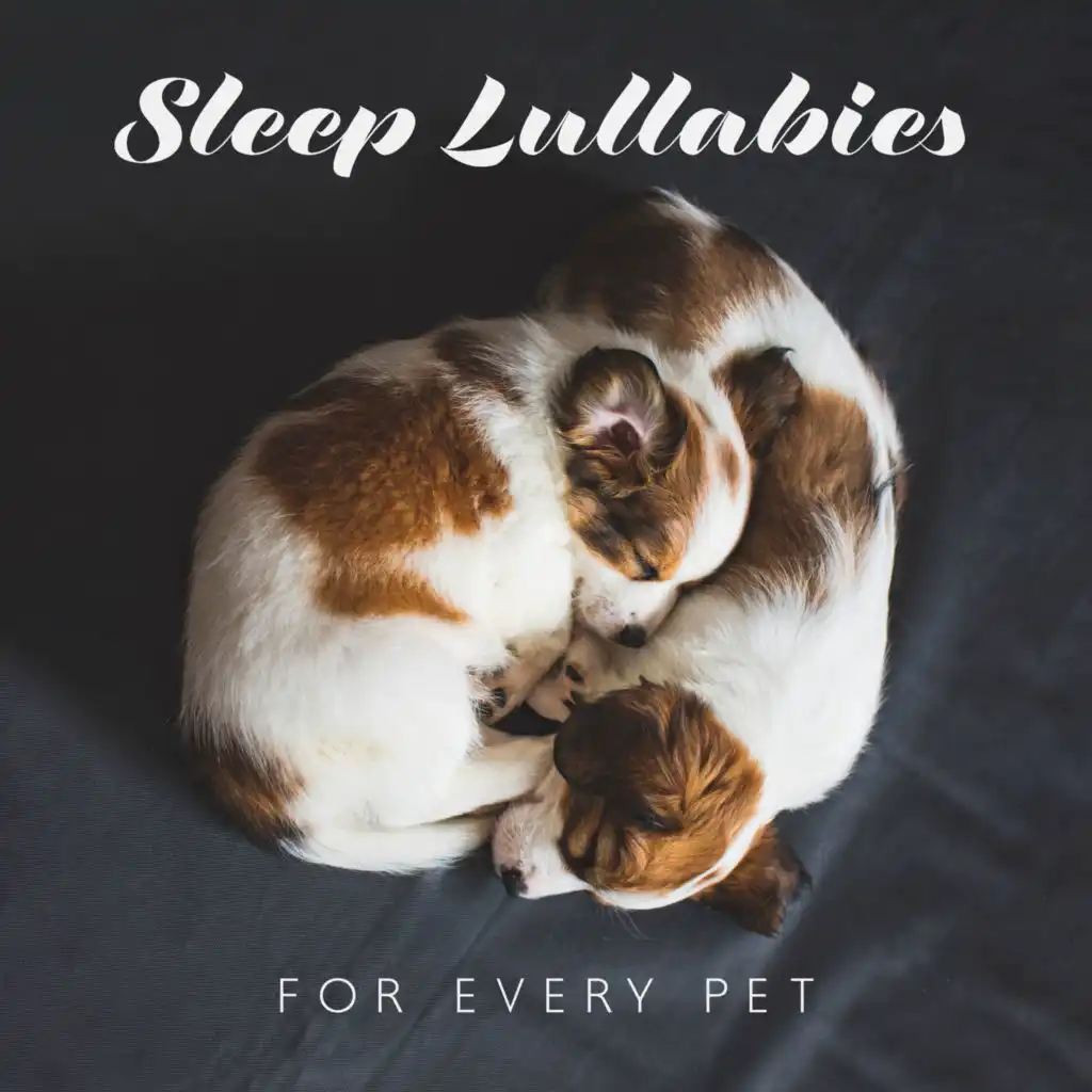 Sleep Lullabies for Every Pet: Gentle Music to Sleep to Your Pets, Calming Therapy, Music to Relax Your Puppies