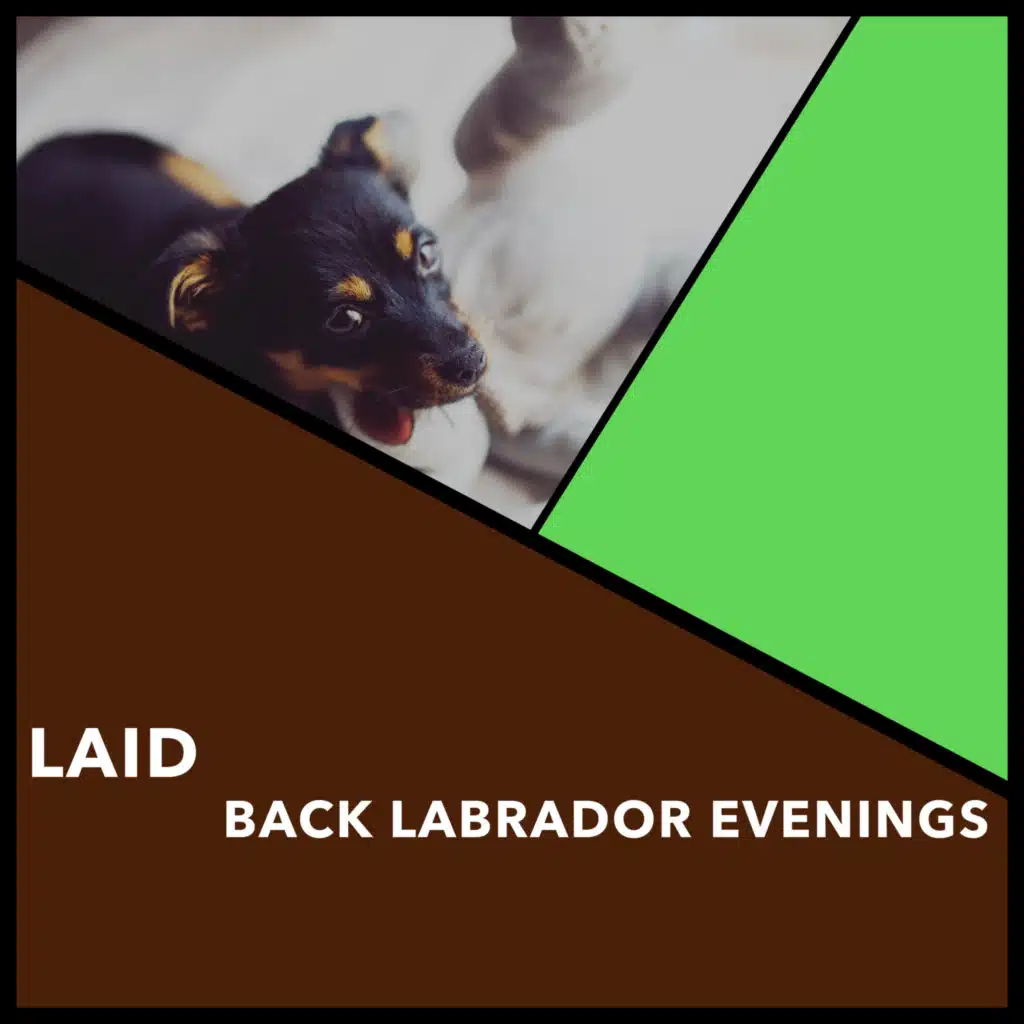 Laid-Back Labrador Evenings