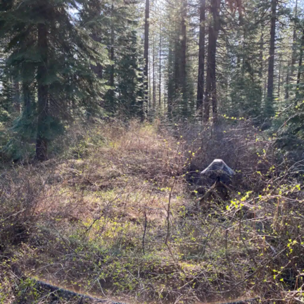 138: Dawn Chorus In The Forest Near White Deer Lake