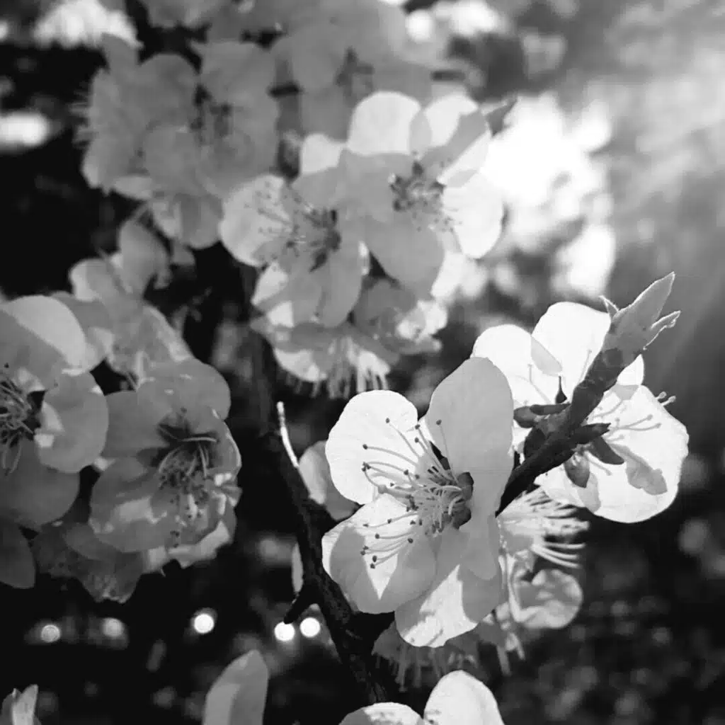 떨어지는 꽃잎을 보며