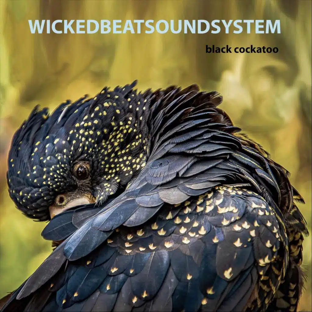 Black Cockatoo