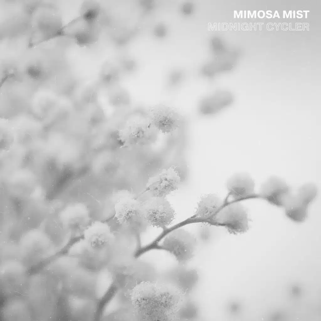 Mimosa Mist