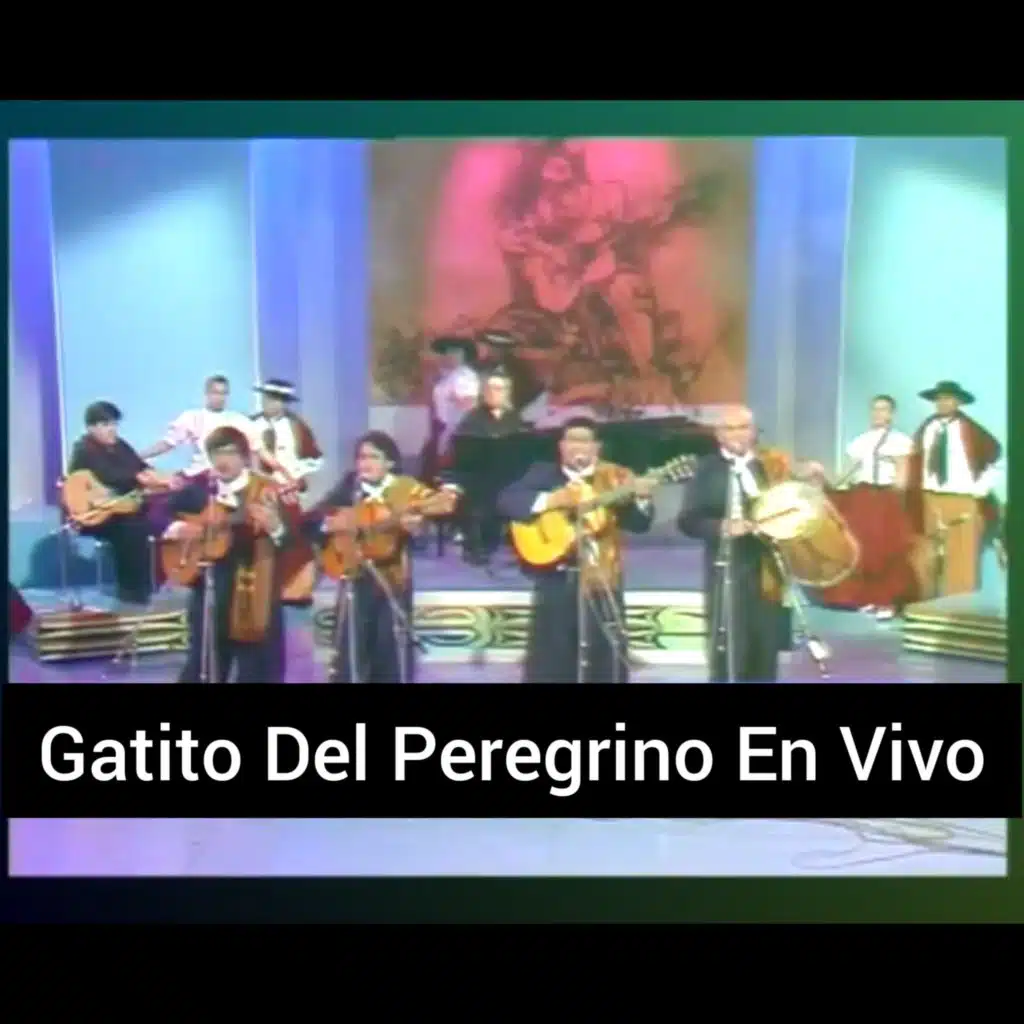 Gatito del Peregrino (En Vivo)