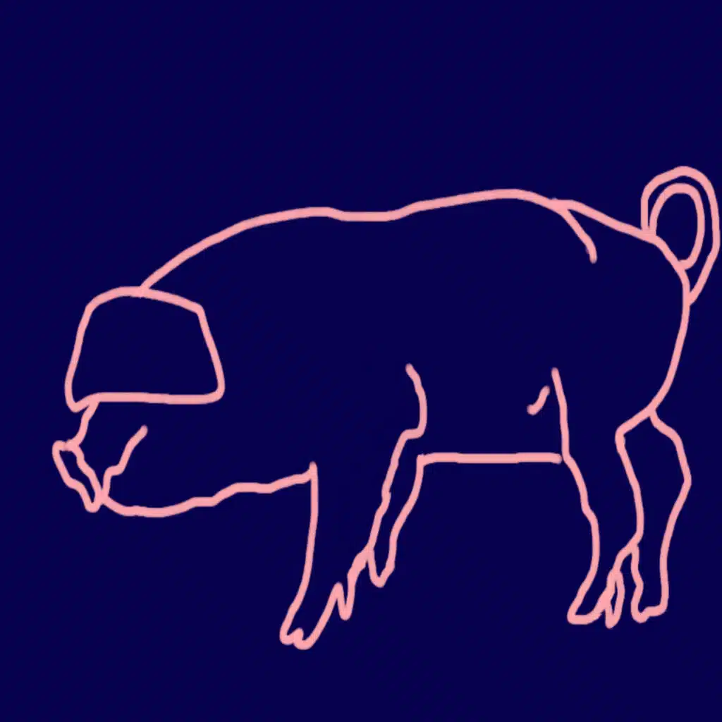 PIG