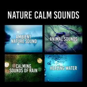 Nature Calm Sounds