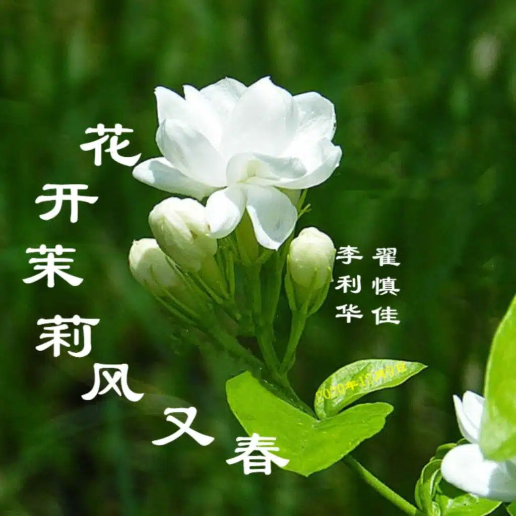花开茉莉风又春